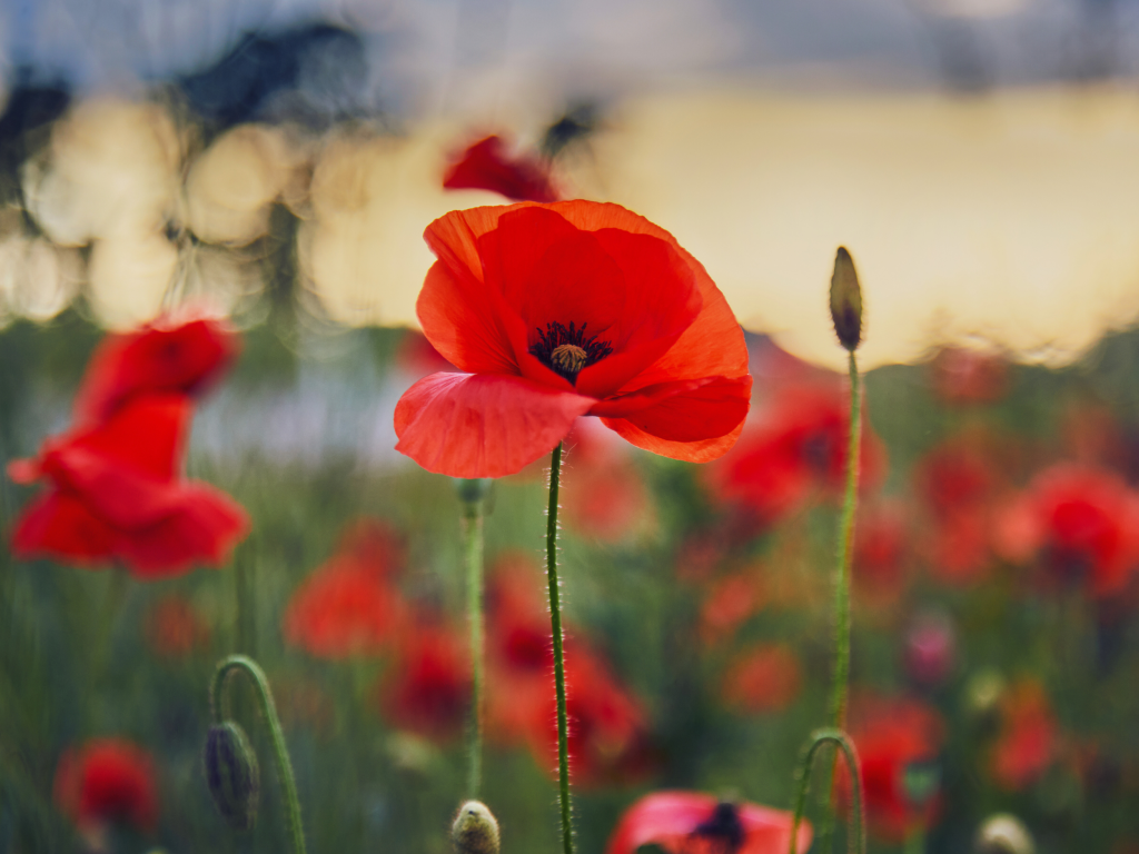 red poppy field